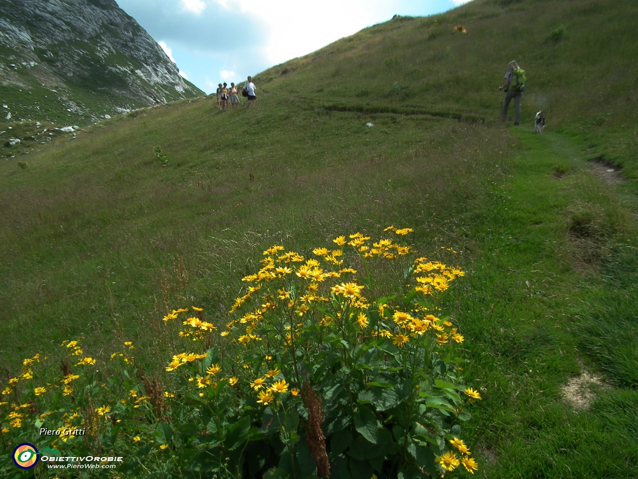 85 Senecio alpino (Senecio alpinus) ....JPG